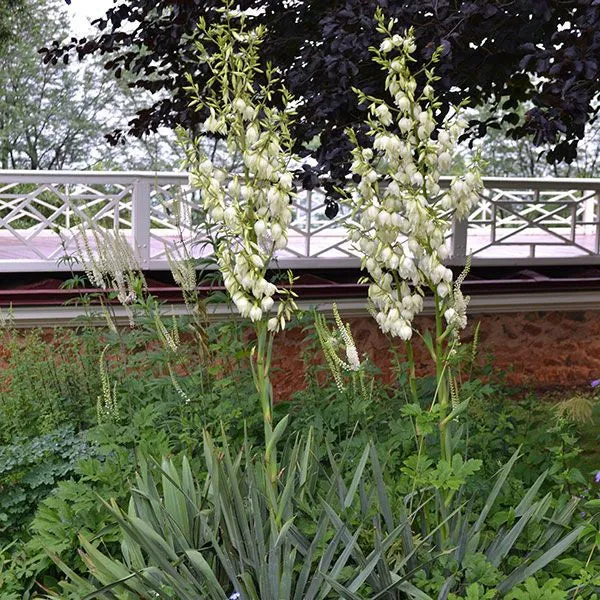 Adam's Needle (Yucca filamentosa)