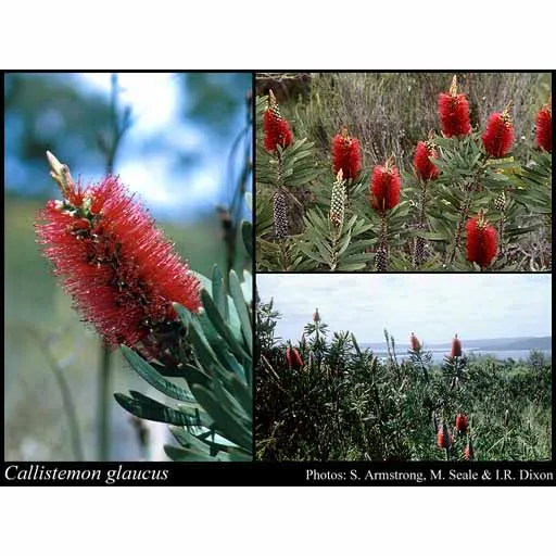 Albany Bottlebrush Seeds