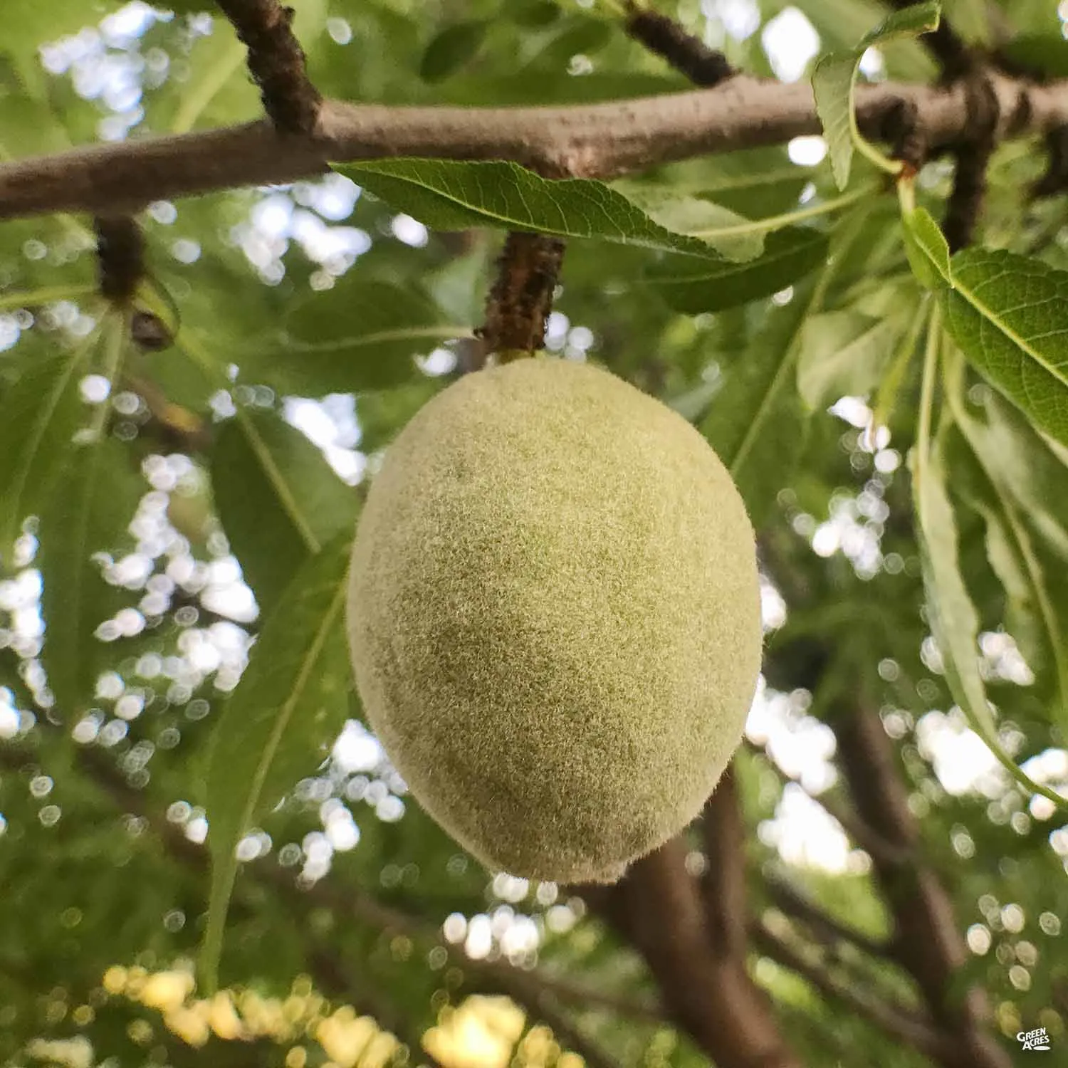 Almond 'All in One' Bareroot