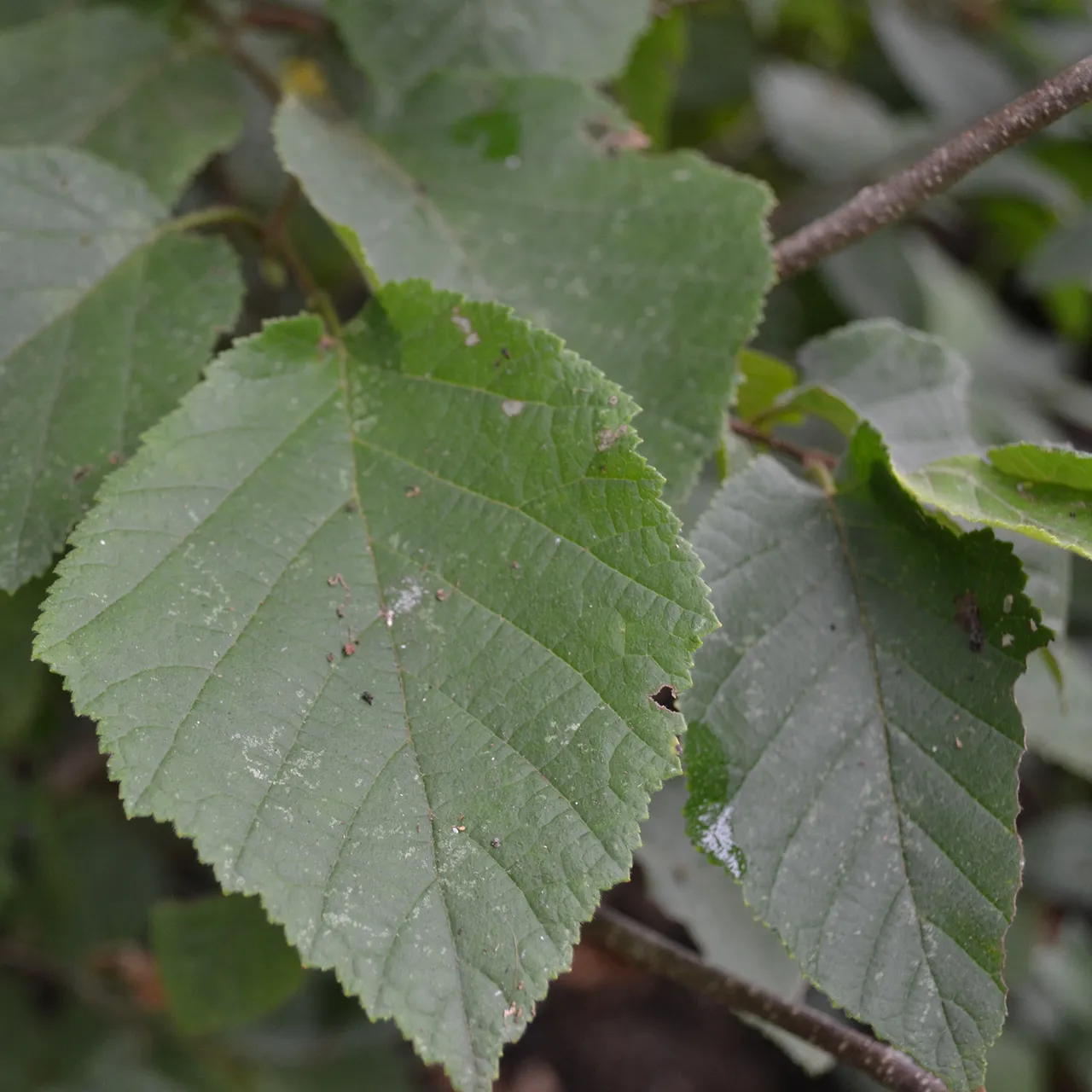 American Hazelnut (Corylus americana)