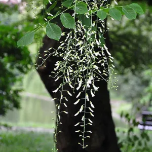 American Yellowwood (Cladrastis kentukea)