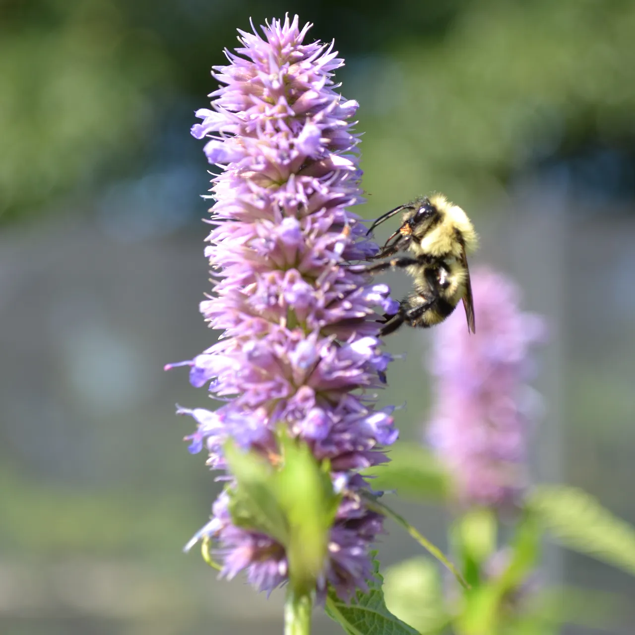 Anise Hyssop (Agastache foeniculum)