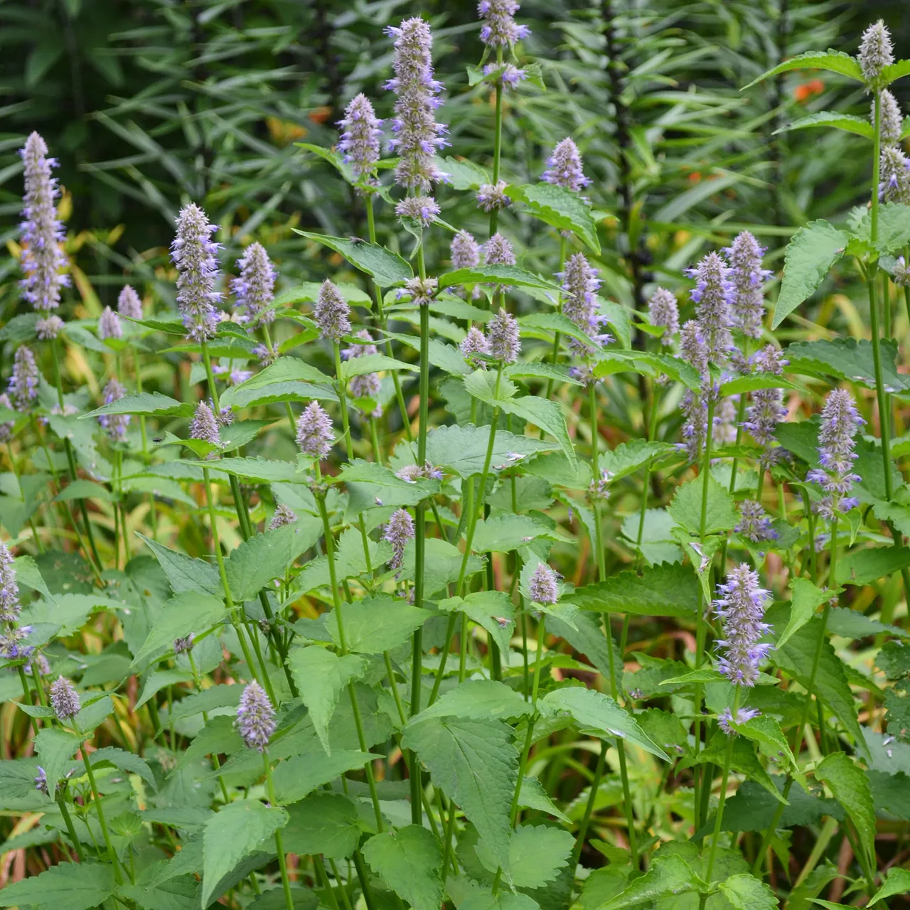 Anise Hyssop (Agastache foeniculum)