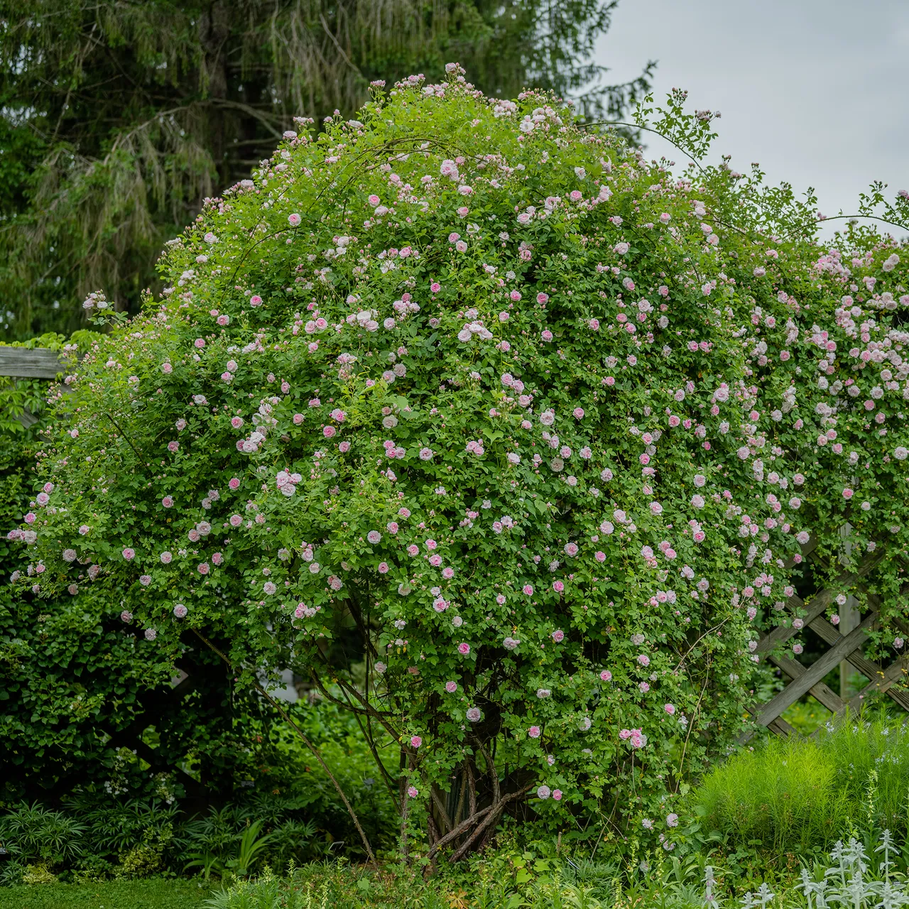 Arcata Pink Globe Rose (Rosa cv.)