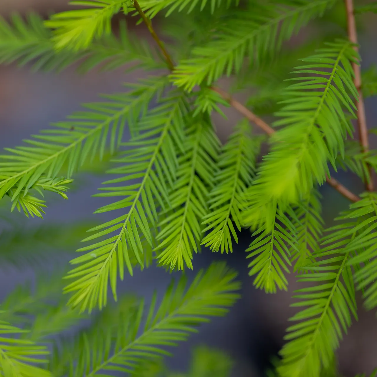 Bald Cypress (Taxodium distichum)