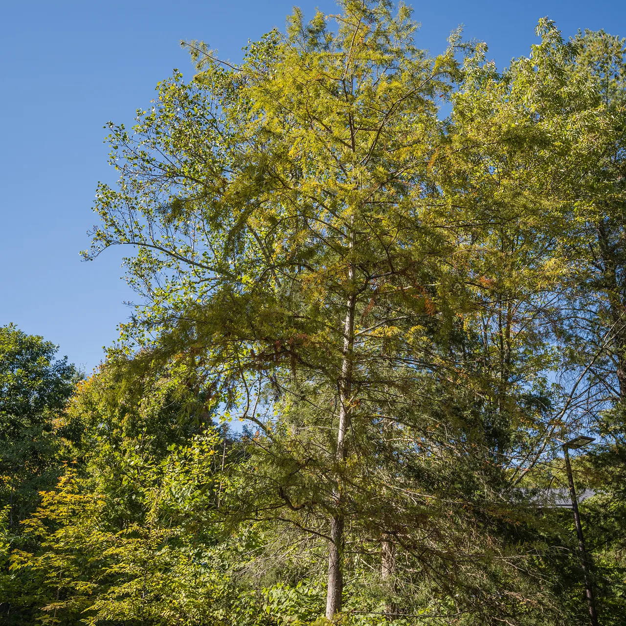 Bald Cypress (Taxodium distichum)