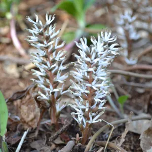 Bare Root Allegheny Pachysandra (Pachysandra procumbens)