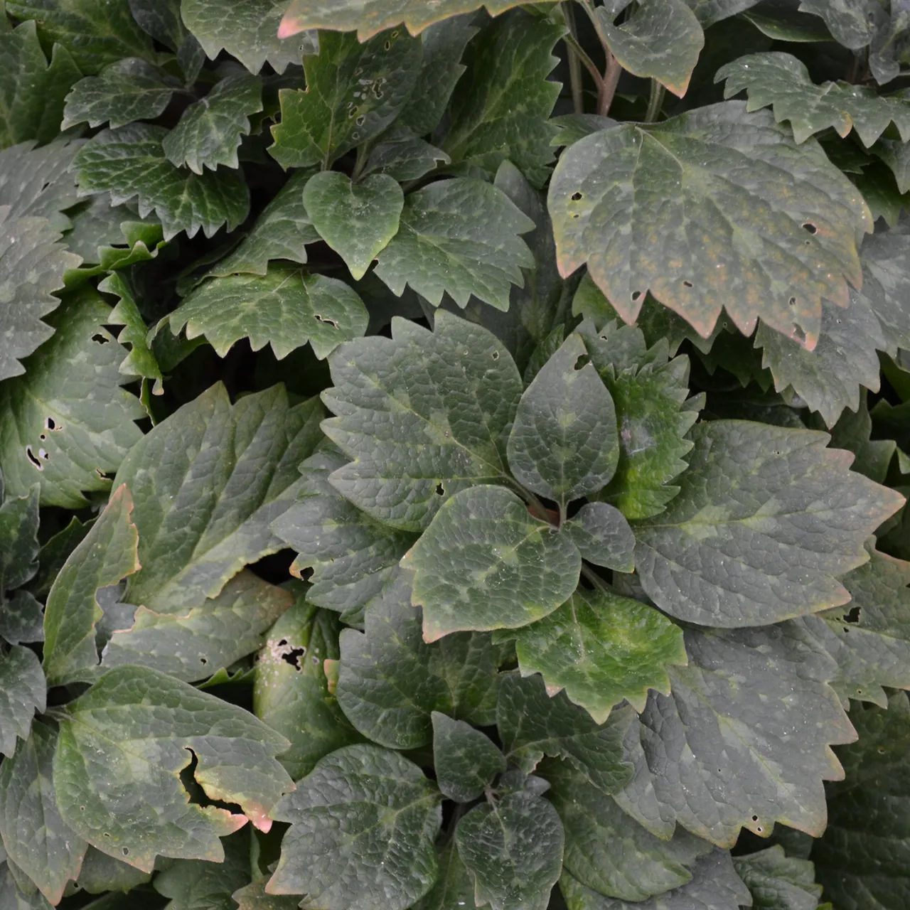 Bare Root Allegheny Pachysandra (Pachysandra procumbens)