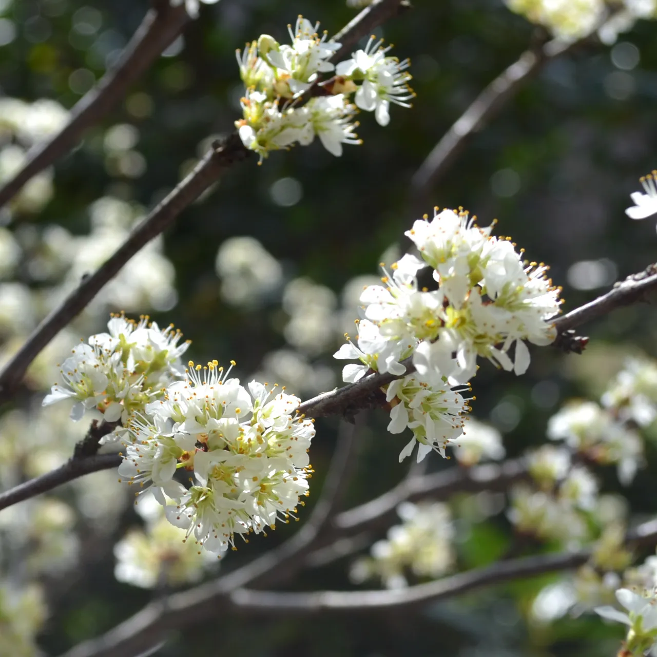 Bare Root Chickasaw Plum (Prunus angustifolia)