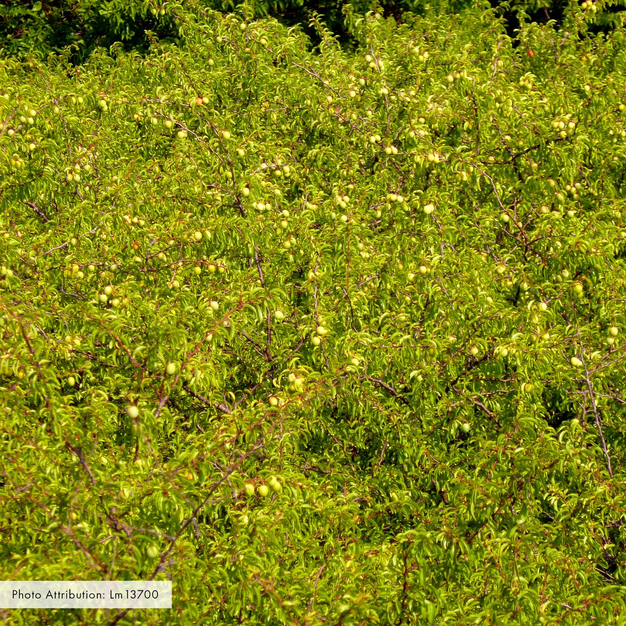 Bare Root Chickasaw Plum (Prunus angustifolia)