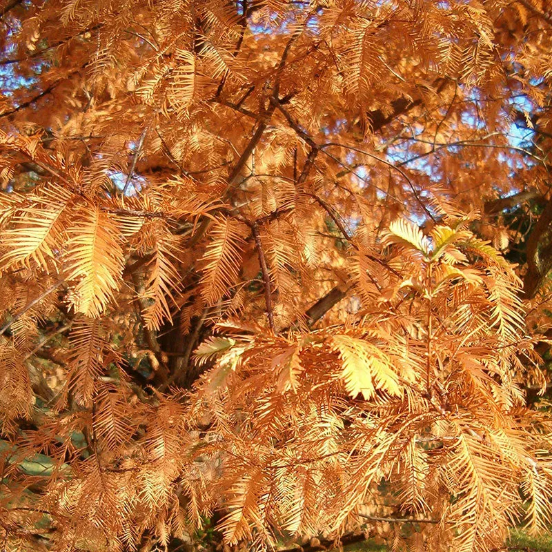 Bare Root Dawn Redwood (Metasequoia glyptostroboides)