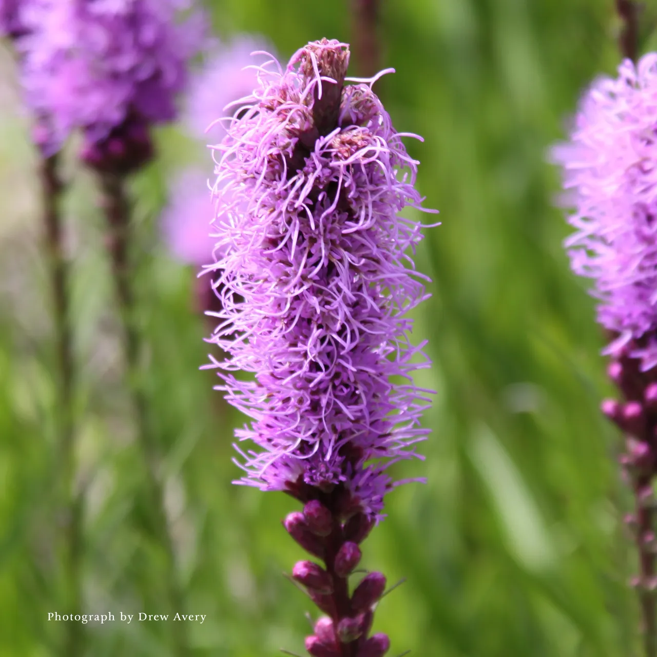 Bare Root Dense Blazing Star (Liatris spicata)