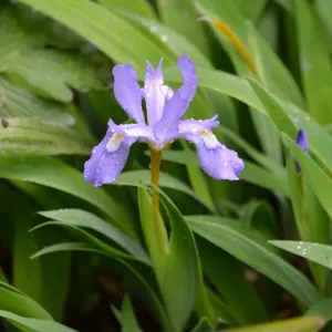 Bare Root Dwarf Crested Iris (Iris cristata)