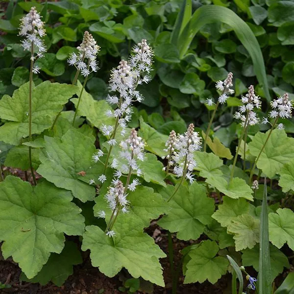 Bare Root Heartleaf Foamflower (Tiarella cordifolia)