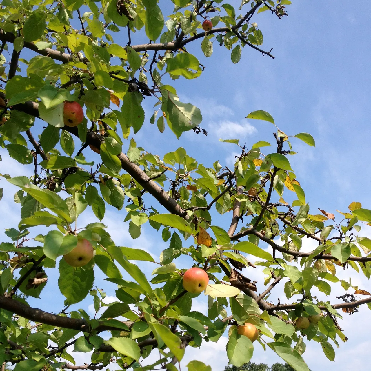 Bare Root Hewes Crab Apple Tree (Malus cv.)