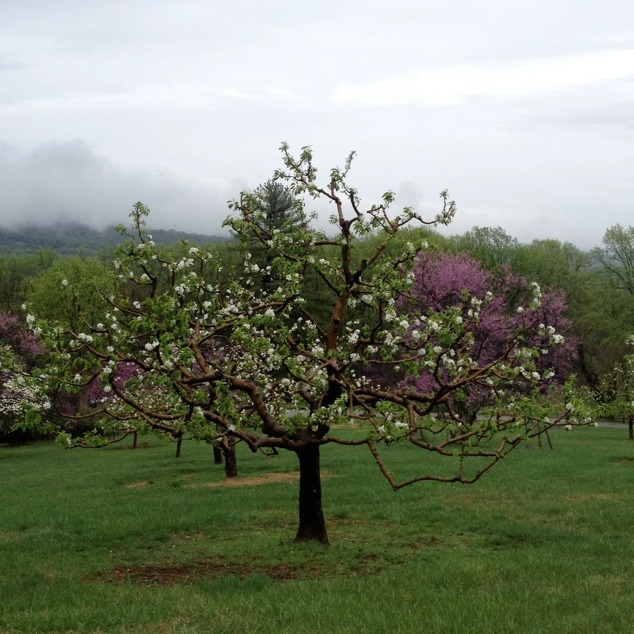 Bare Root Hewes Crab Apple Tree (Malus cv.)