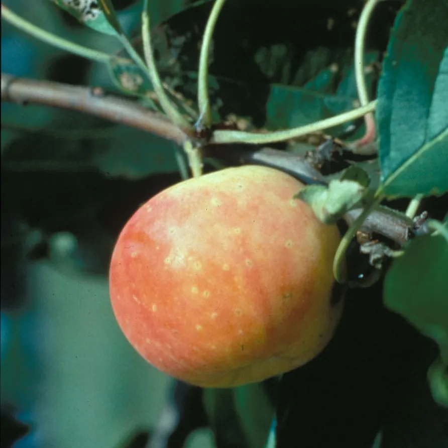 Bare Root Hewes Crab Apple Tree (Malus cv.)