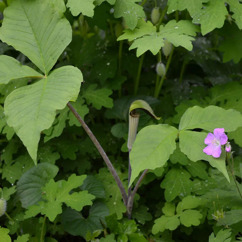 Bare Root Jack in the Pulpit (Arisaema triphyllum)