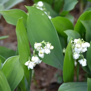 Bare Root Lily-of-the-Valley (Convallaria majalis)