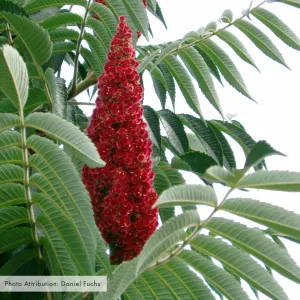 Bare Root Staghorn Sumac (Rhus typhina)