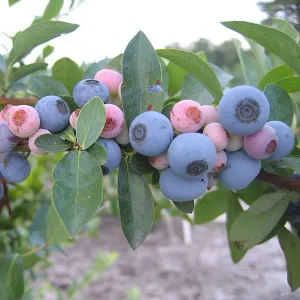 Bare Root 'Tifblue' Rabbiteye Blueberry (Vaccinium virgatum cv.)