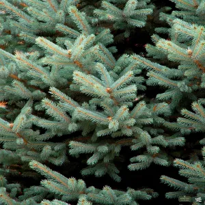 Blue Spruce 'Fat Albert'