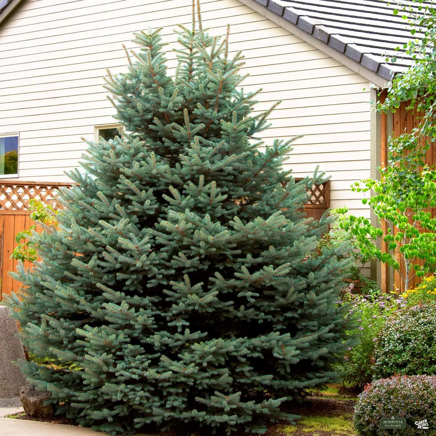 Blue Spruce 'Fat Albert'