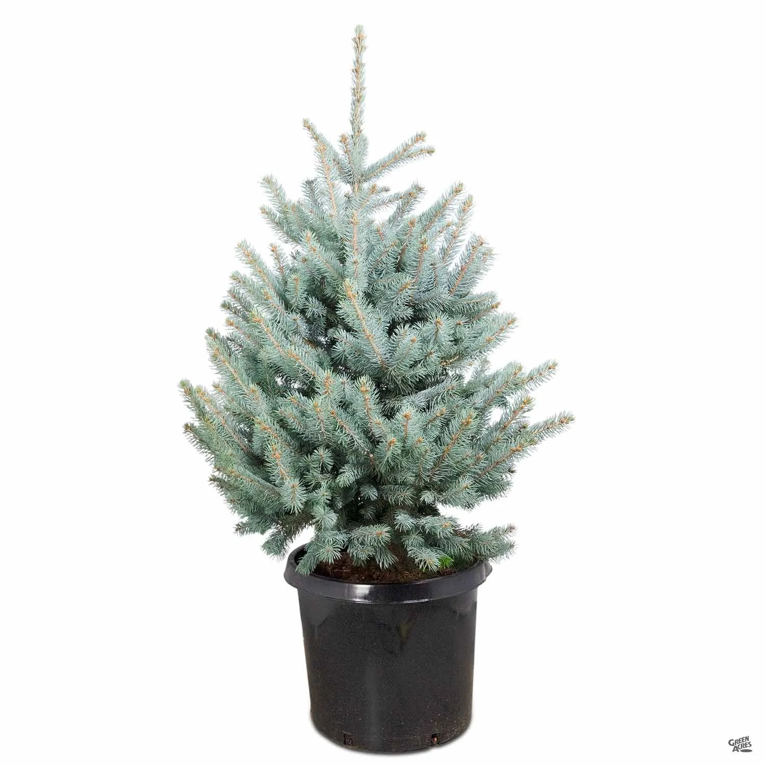 Blue Spruce 'Fat Albert'