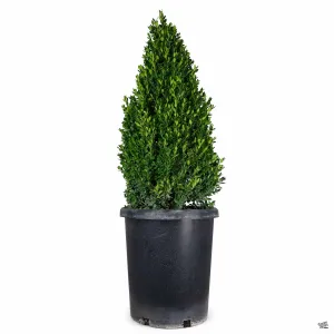 Boxwood 'Green Mountain' Cone Topiary