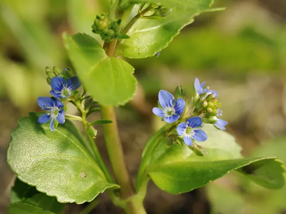 Brooklime