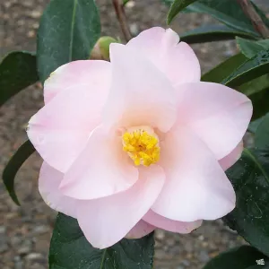 Camellia j. 'Magnoliaeflora' | Matsuda's