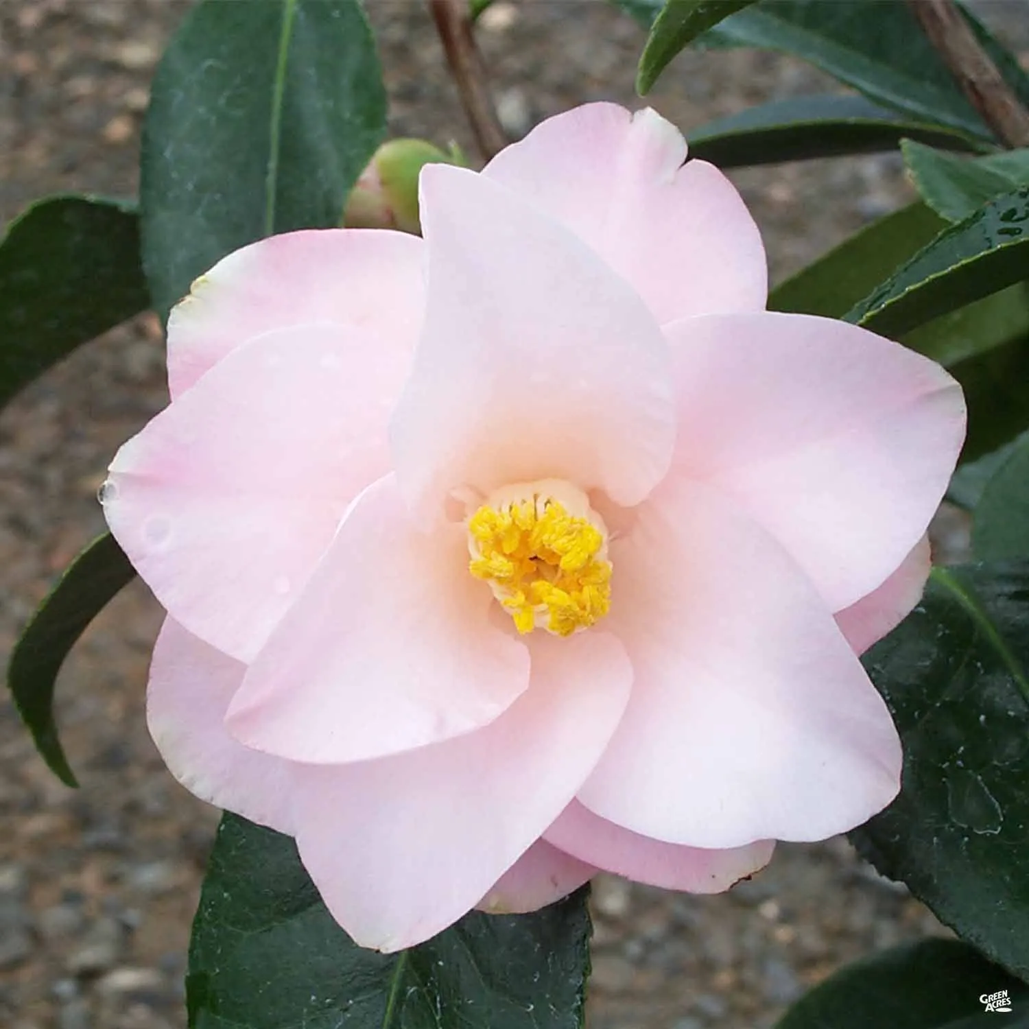 Camellia j. 'Magnoliaeflora' | Matsuda's