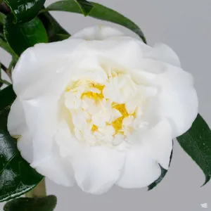 Camellia j. 'Shiro Chan' | Matsuda's