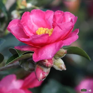 Camellia 'Shishi Gashira' | Monrovia