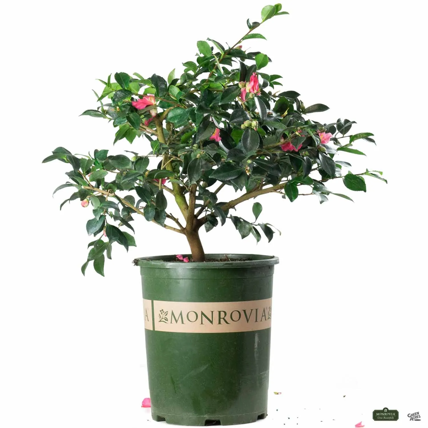 Camellia 'Shishi Gashira' | Monrovia