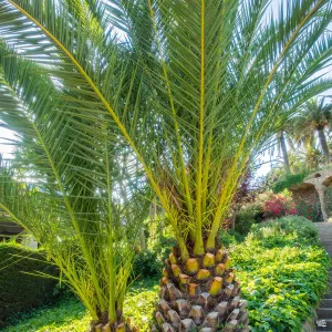 Canary Island Date Palm