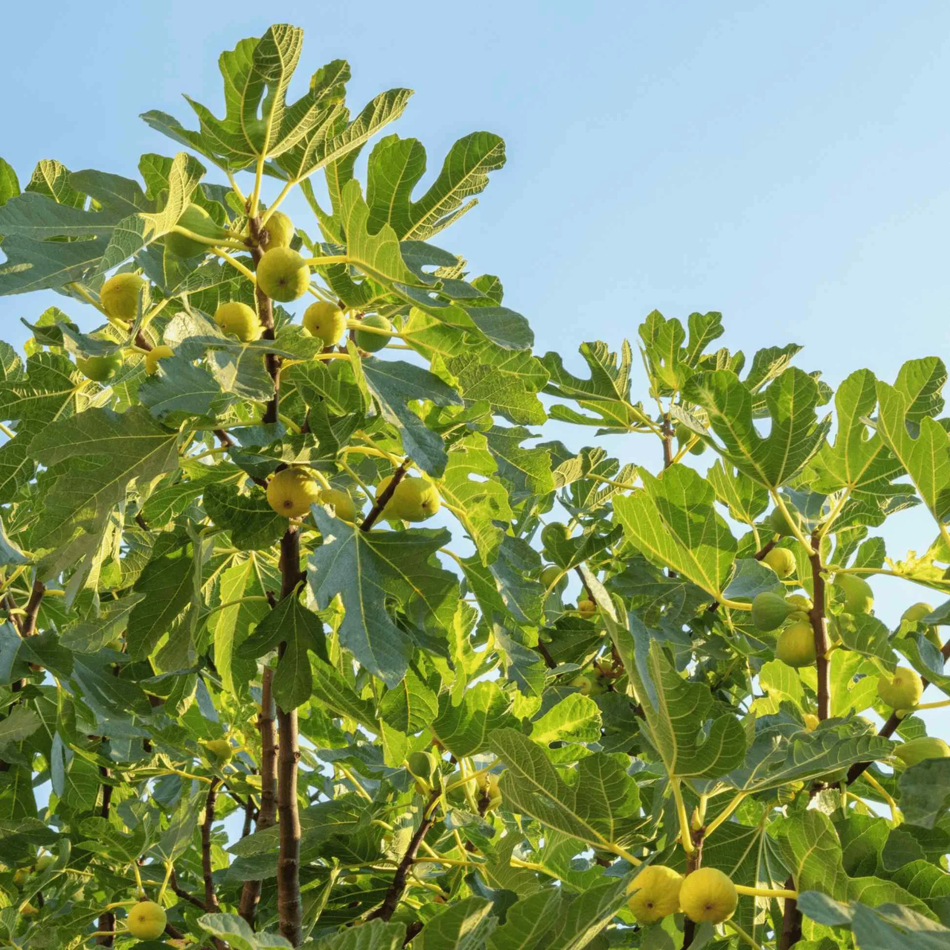 Chicago Hardy Fig Tree