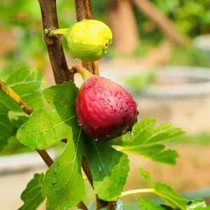 Chicago Hardy Fig Tree