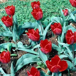 'Couleur Cardinal' Tulip (Tulipa gesneriana cv.)