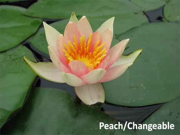 Dwarf and Miniature Hardy Water Lilies