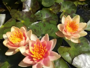 Dwarf and Miniature Hardy Water Lilies