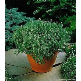 French Thyme by Renee's Garden