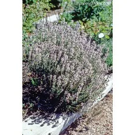 French Thyme by Renee's Garden