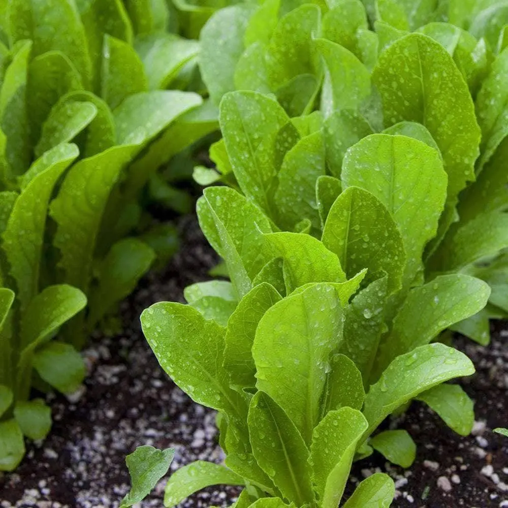 Heirloom Parris Island Cos Lettuce Seeds (1g) by Patriot Seeds