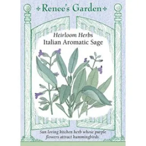 Italian Aromatic Sage: Heirloom Kitchen Herb by Renee's Garden