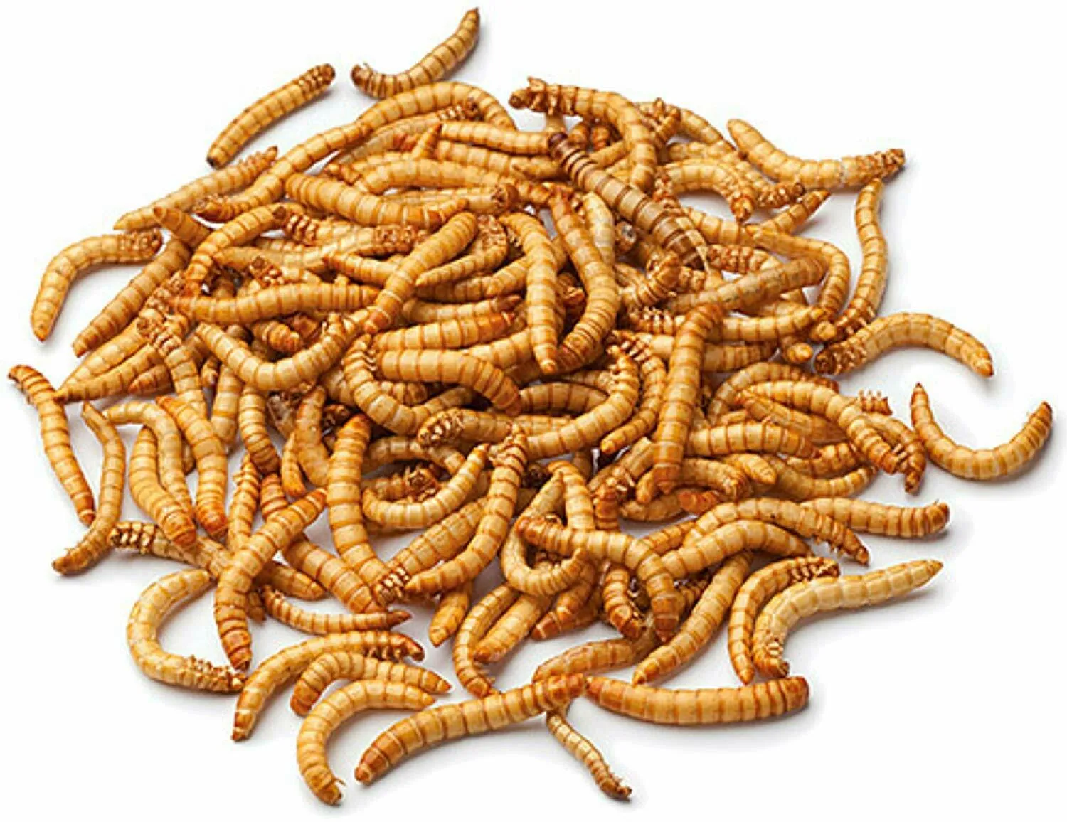 Johnston & Jeff Dried Mealworms