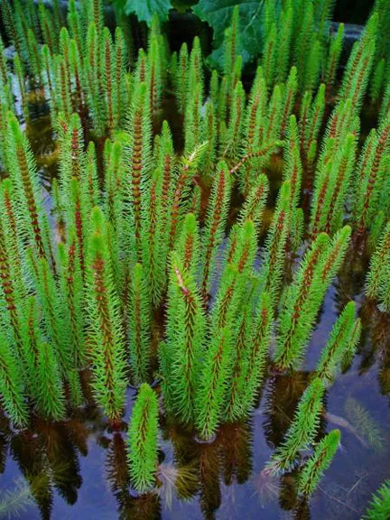 Mare's Tail