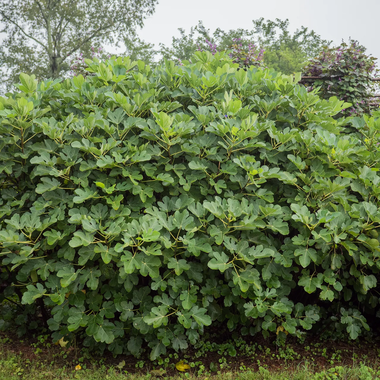 'Marseilles' Fig (Ficus carica cv.)