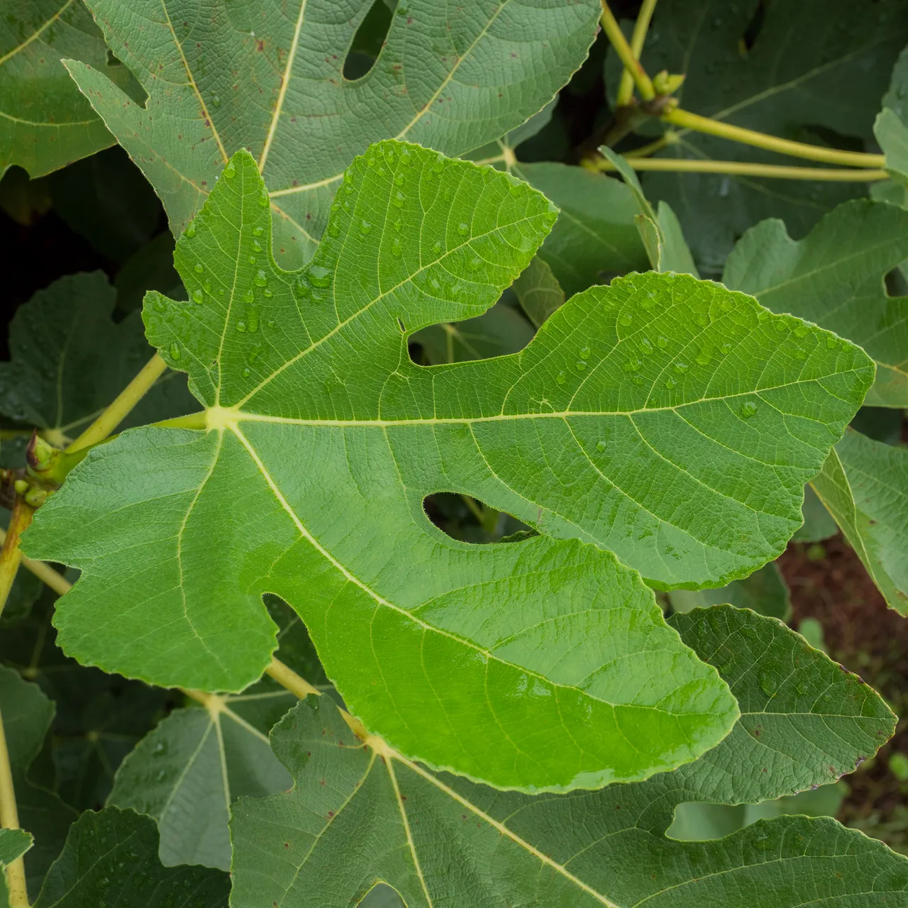 'Marseilles' Fig (Ficus carica cv.)