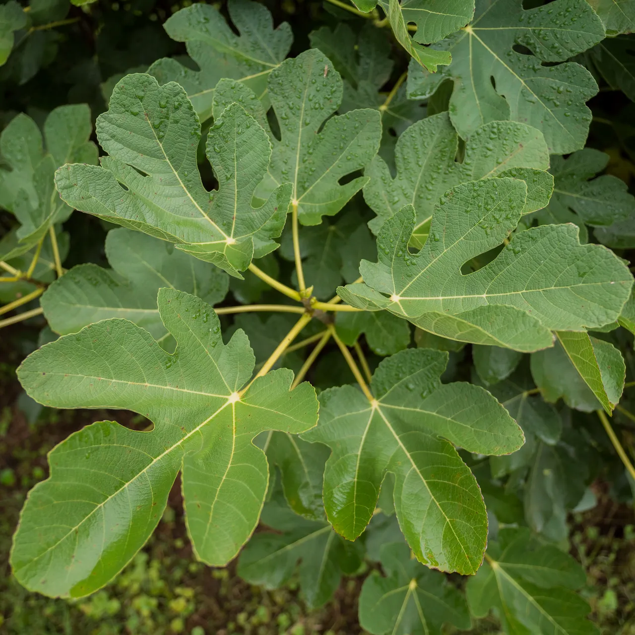 'Marseilles' Fig (Ficus carica cv.)